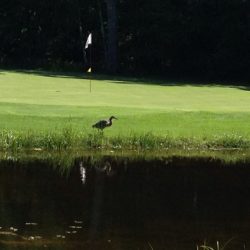 Visitor at Interlochen Golf Course 2015