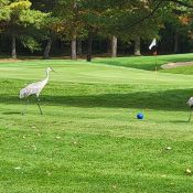 The Loon Golf Resort - The Loon Golf Course. Crains hanging out with us before eventually heading back to the water on hole 18 The Loon Golf Resort - The Loon Golf Course. Crains hanging out with us before eventually heading back to the water on hole 18