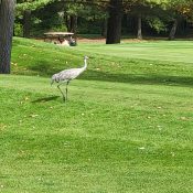 The Loon Golf Resort - The Loon Golf Course. Crains hanging out with us before eventually heading back to the water on hole 18 The Loon Golf Resort - The Loon Golf Course. Crains hanging out with us before eventually heading back to the water on hole 18